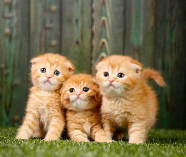 عکس بچه گربه دی اس اچ
