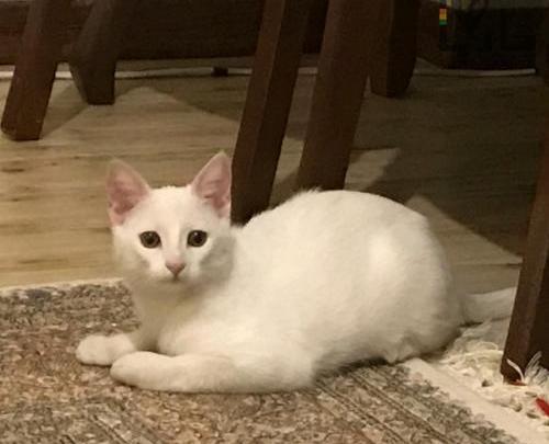 عکس بچه گربه دی اس اچ