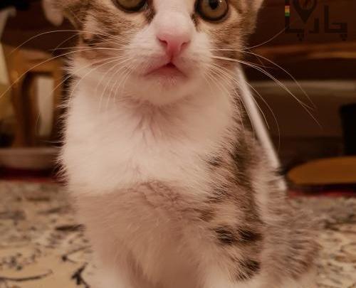 عکس بچه گربه دی اس اچ