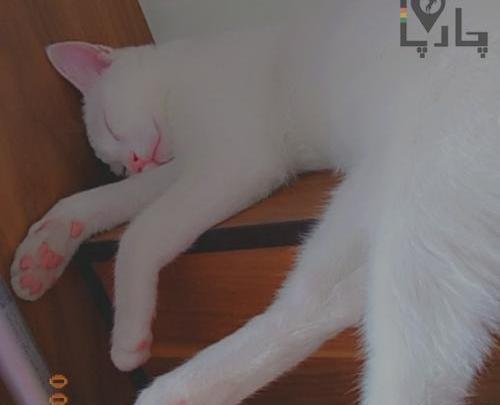عکس بچه گربه دی اس اچ