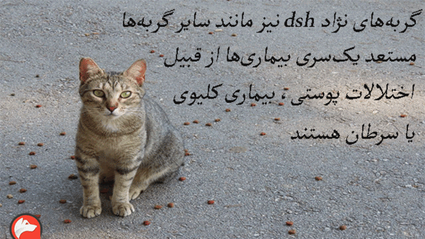 عکس بچه گربه دی اس اچ
