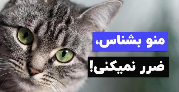 عکس بچه گربه دی اس اچ