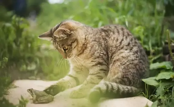 عکس بچه گربه دی اس اچ