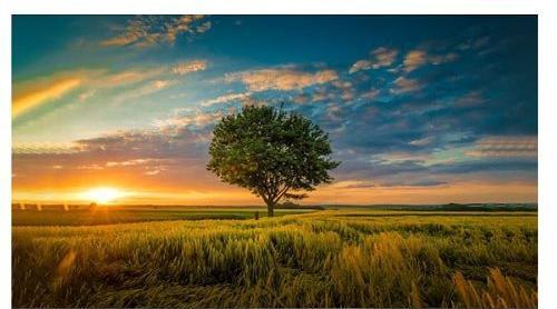 عکس تلویزیون دوو 55 اینچ