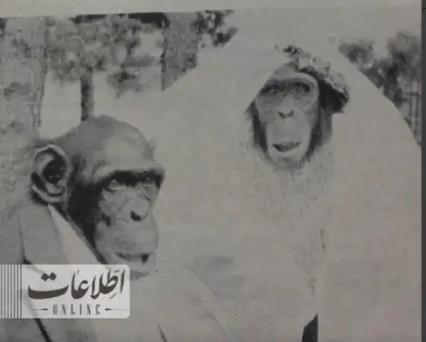 عکس داماد و عروس میمون