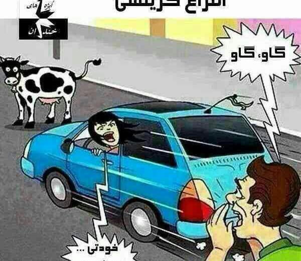 عکس گاو عروس داماد