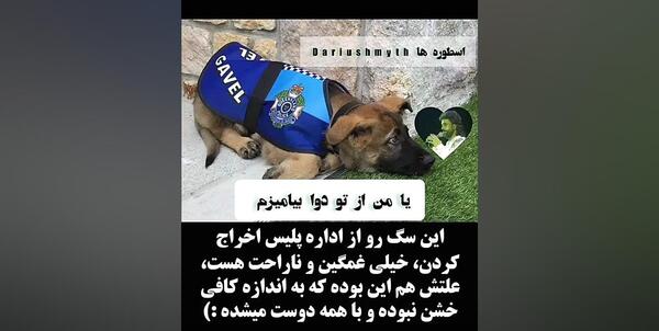 عکس ممد قلی سگی