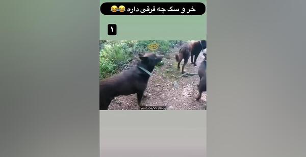 عکس ممد قلی سگی