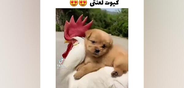 عکس ممد قلی سگی