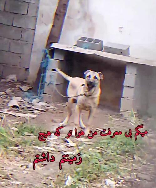 عکس ممد قلی سگهای