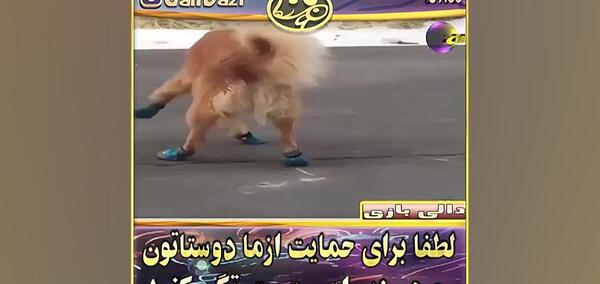 عکس ممد قلی سگ داره