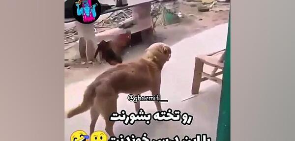 عکس ممد قلی سگ داره