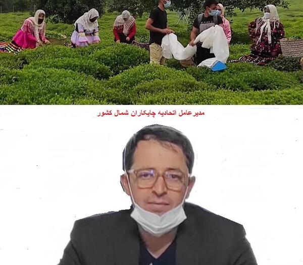 عکس داماد خامنه ای چای دبش