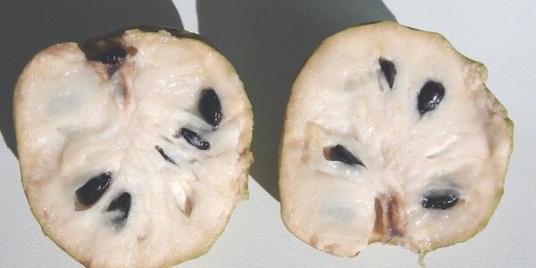 عکس میوه چری مویا