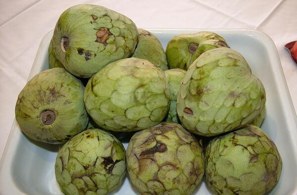 عکس میوه چری مویا