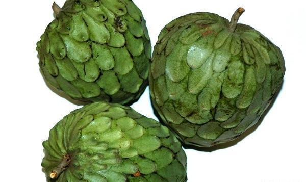عکس میوه چری مویا