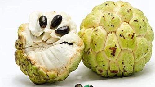 عکس میوه چری مویا