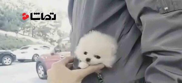 عکس سگ جیبی کوچک