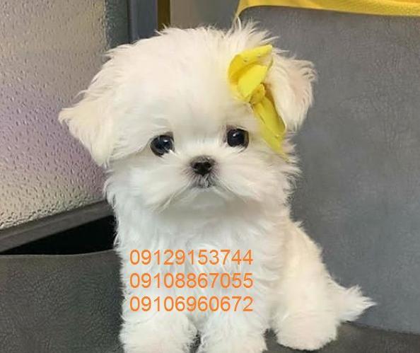 عکس سگ جیبی قیمت