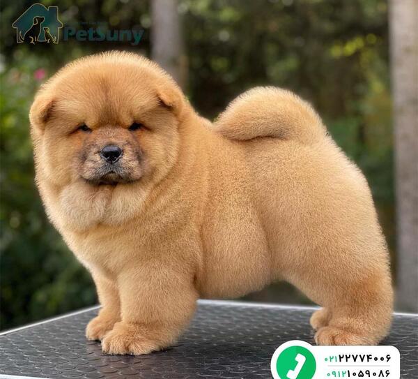 عکس سگ جیبی قیمت