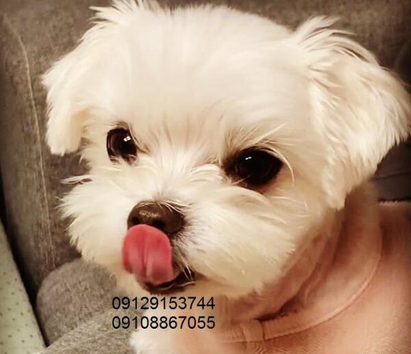 عکس سگ جیبی قیمت