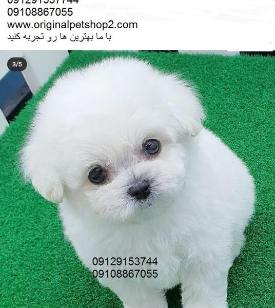 عکس سگ جیبی قیمت