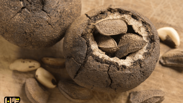 عکس آجیل برزیلی