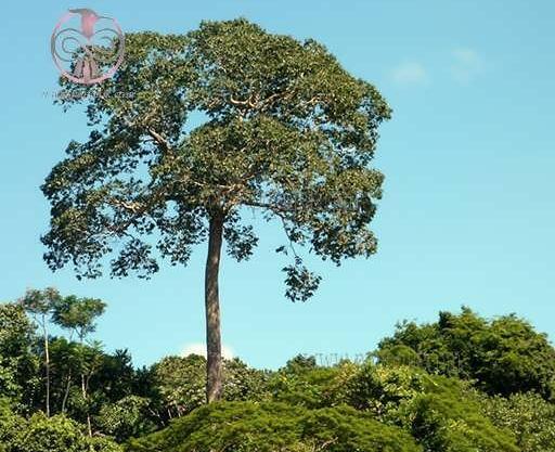 عکس آجیل برزیلی