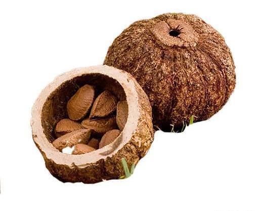 عکس آجیل برزیلی