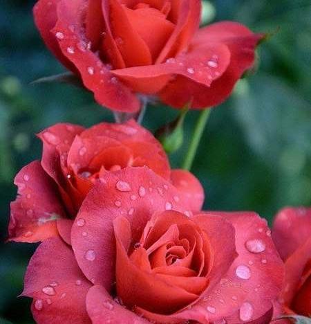 عکس جک و رز برای پروفایل