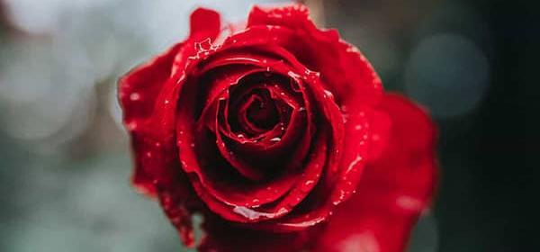 عکس جک و رز برای پروفایل