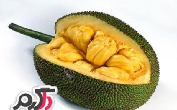 عکس میوه جک فروت