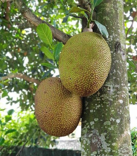عکس میوه جک فروت
