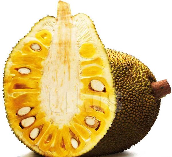 عکس میوه جک فروت