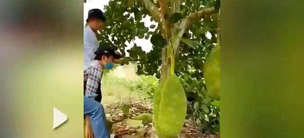 عکس میوه جک فروت