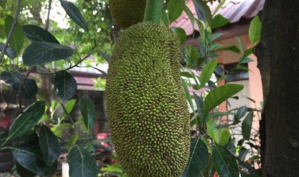عکس میوه جک فروت