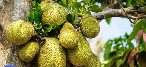 عکس میوه جک فروت