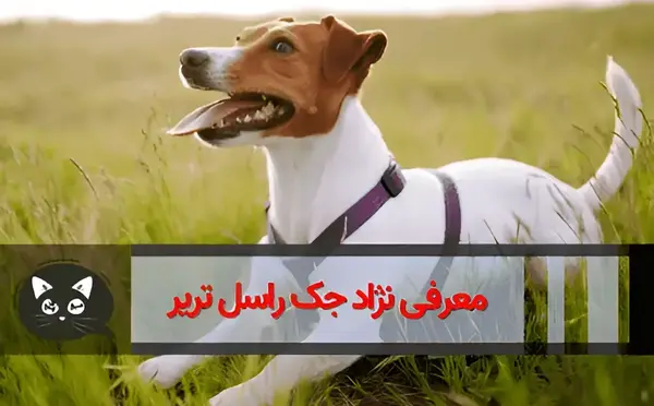 عکس سگ نژاد جک راسل