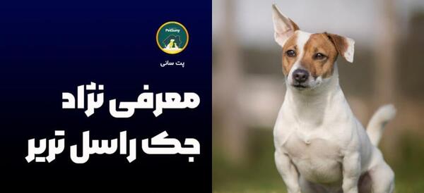 عکس سگ نژاد جک راسل