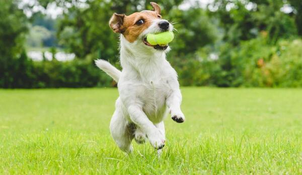 عکس سگ جک راسل اشپیتز