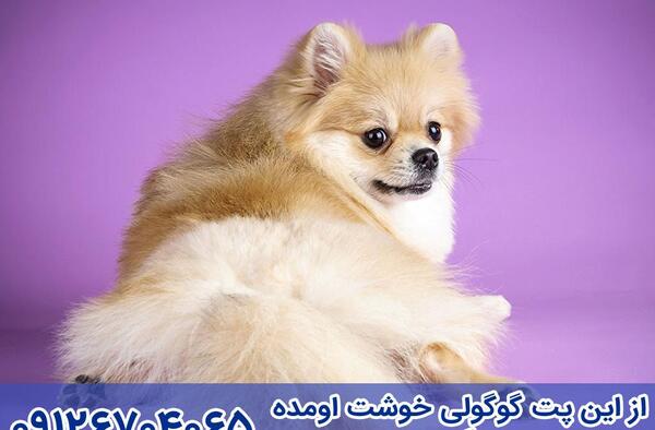 عکس سگ جک راسل اشپیتز
