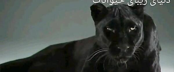 عکس حیوان جگوار سیاه