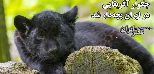 عکس از حیوان جگوار