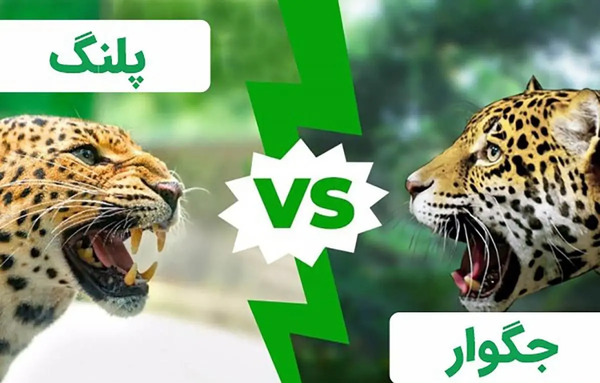 عکس جگوار و پلنگ