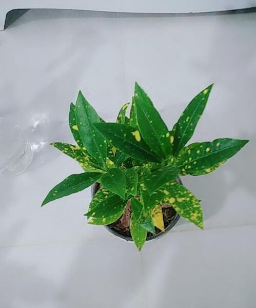 عکس گل کروتون پنجه کلاغی