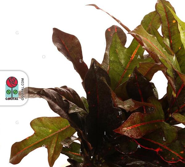 عکس گل کروتون پنجه کلاغی