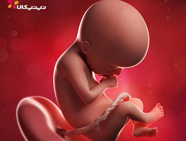 عکس جنین بیست یک هفته