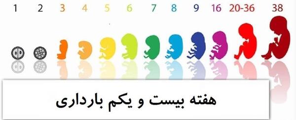 عکس جنین بیست یک هفته