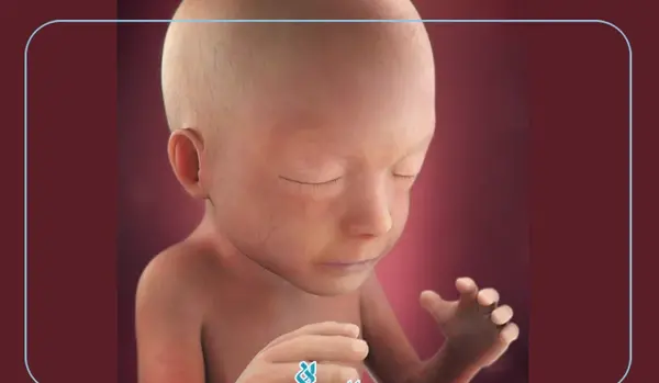 عکس جنین بیست یک هفته