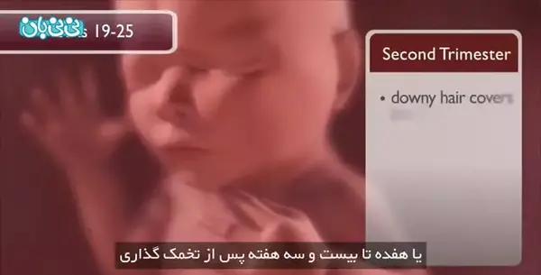 عکس بیست هفتگی جنین